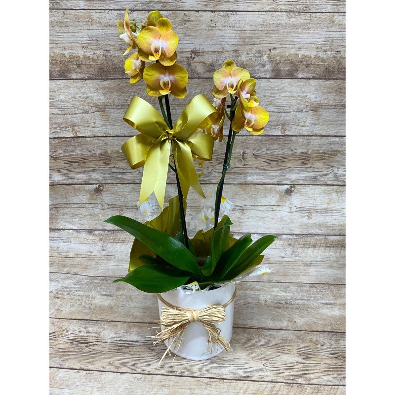 Orquídea Phalaenopsis 2 Hastes Pote 12 "Cor variada"