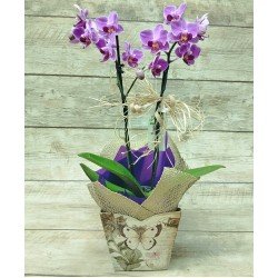 Mini Orquídea Phalaenopsis 2 Hastes Pote 9 "Cor variada"