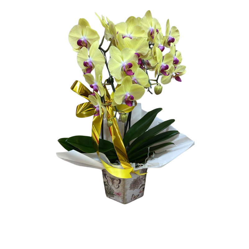 Orquídea Phalaenopsis Cascata 3 Hastes Pote 15 "Cor variada"